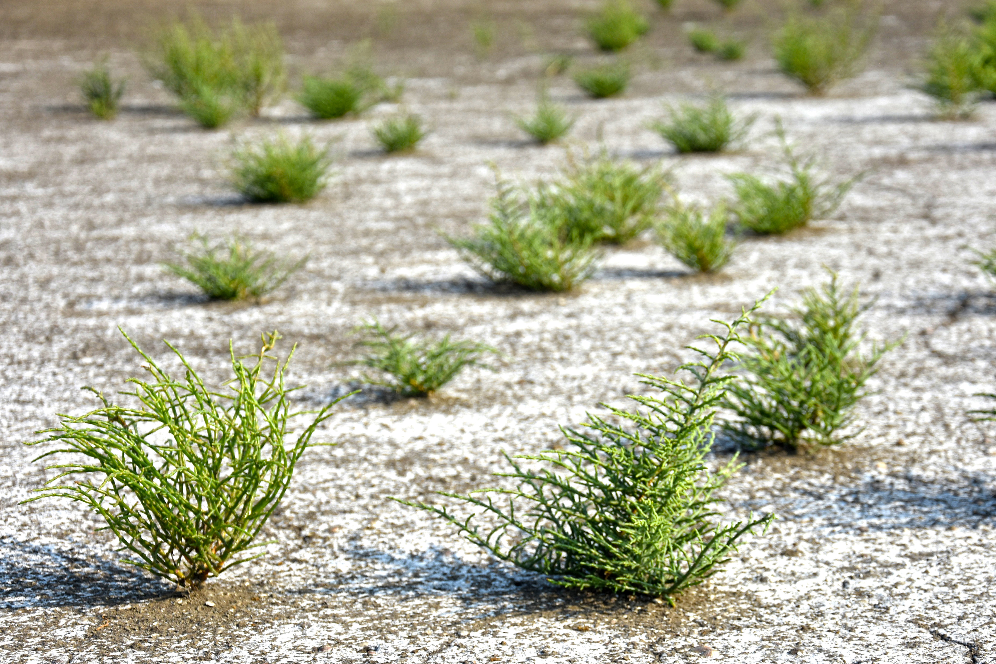 Saltwort stands on dry basin floor at Ulcinj Solana